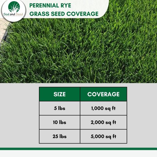 best time to plant rye grass seed Perennial Rye Grass Seed – Sod and Seed, Inc