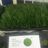 Ryegrass sod delivery and installation of sample in Oakland CA