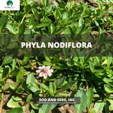 phyla nodiflora ground cover