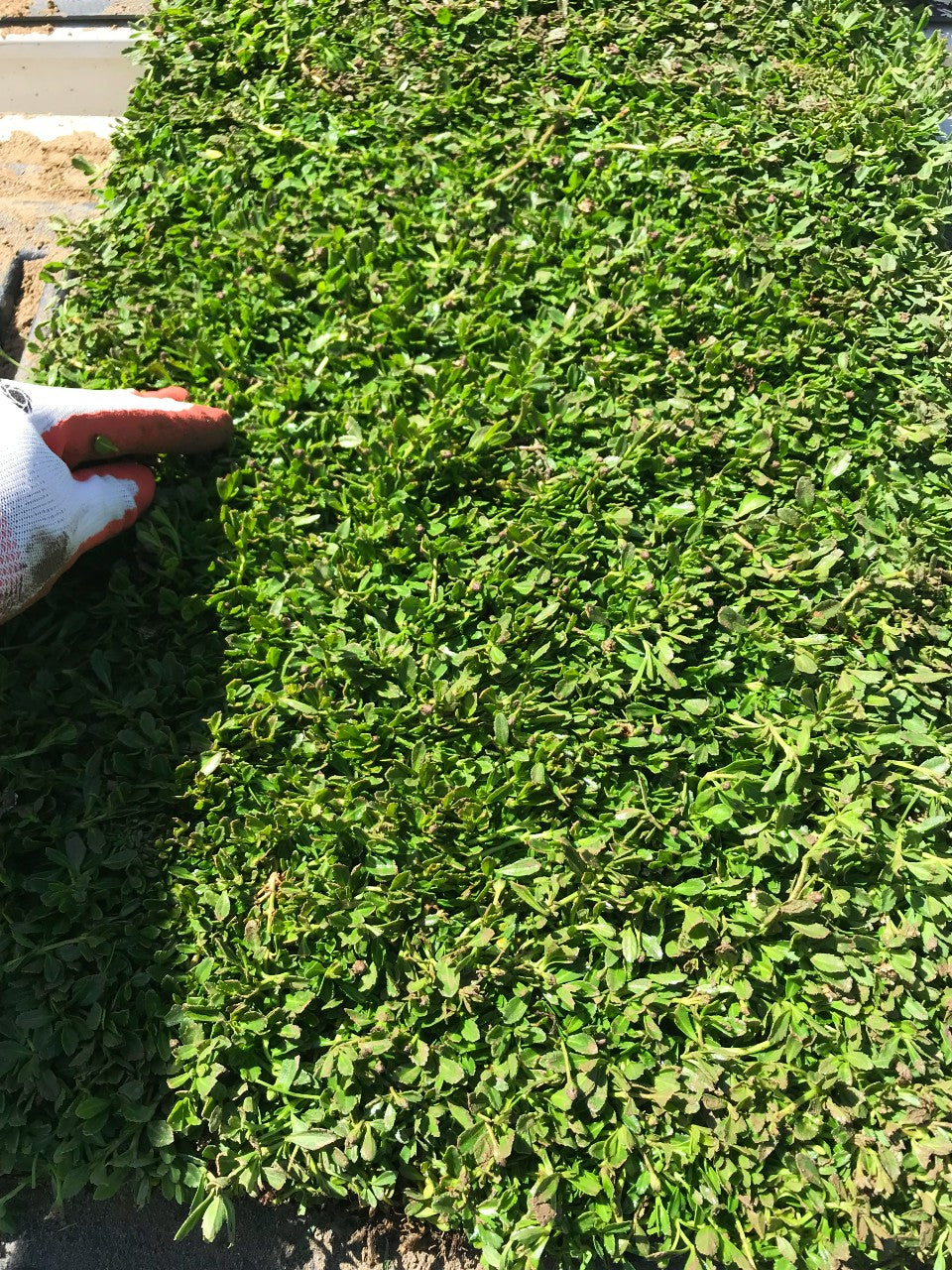 Frog Fruit Ground Cover – Sod and Seed, Inc.