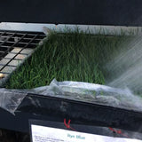 Rye Grass Sod