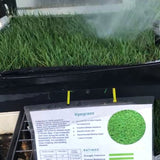 Rye Grass Sod