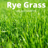 rye grass sod for sale near me