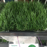 Rye Grass Sod