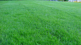 West Coaster Rye Grass Sod