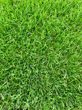 Ryegrass sod farm near me