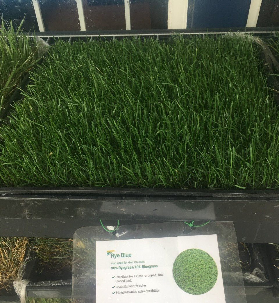 Rye Blue Grass Seed 90 10 – Sod and Seed, Inc.