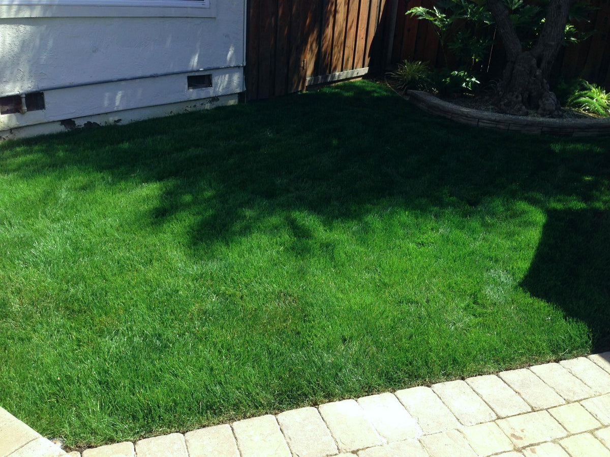 Blue Rye Grass Seed 50 50 – Sod and Seed, Inc.