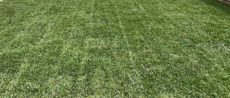 St. Augustine Grass – Sod and Seed, Inc.