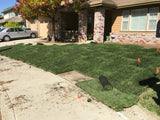 fescue and bluegrass sod