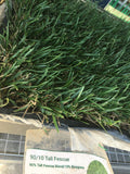 tall fescue bluegrass seed