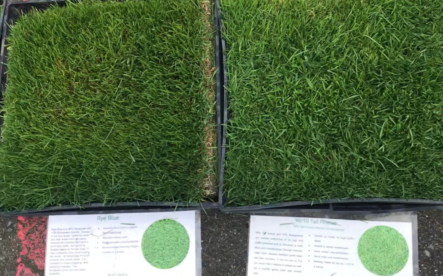Blue Turfgrass Kentucky Bluegrass Vs Tall Fescue