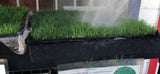 tifway 2 sod for sale