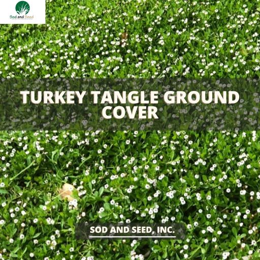 turket tangle ground cover