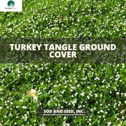 seeds for ground cover plants Turkey Tangle Ground Cover – Sod and Seed, Inc