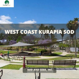 west coast kurapia ground cover sod