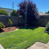 West Coaster Tall Fescue Sod