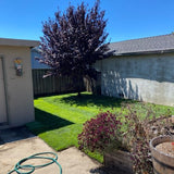 West Coaster Tall Fescue Sod