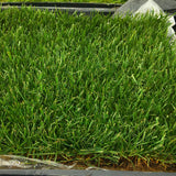 tall fescue sod delivery