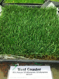 west coaster fescue sod mix