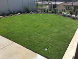 west coaster tall fescue grass sod