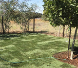 west coaster sod lawn