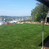 west coaster tall fescue