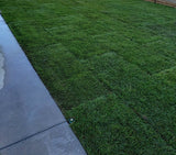 west coast  tall fescue sod installation